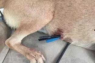 娱乐圈爆料流浪狗被抓,流浪狗被抓引发关注,背后真相令人唏嘘 第1张 娱乐圈爆料流浪狗被抓,流浪狗被抓引发关注,背后真相令人唏嘘 第1张